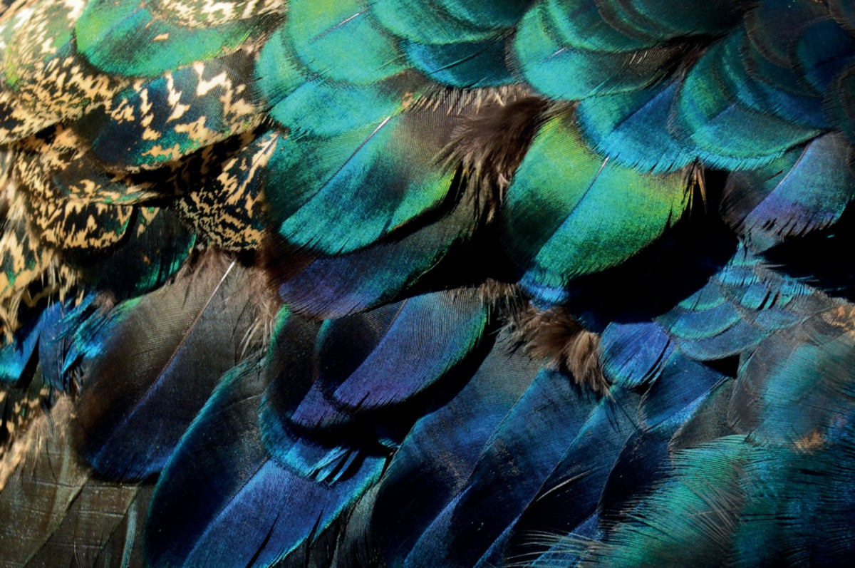 Peacock feather wallpaper