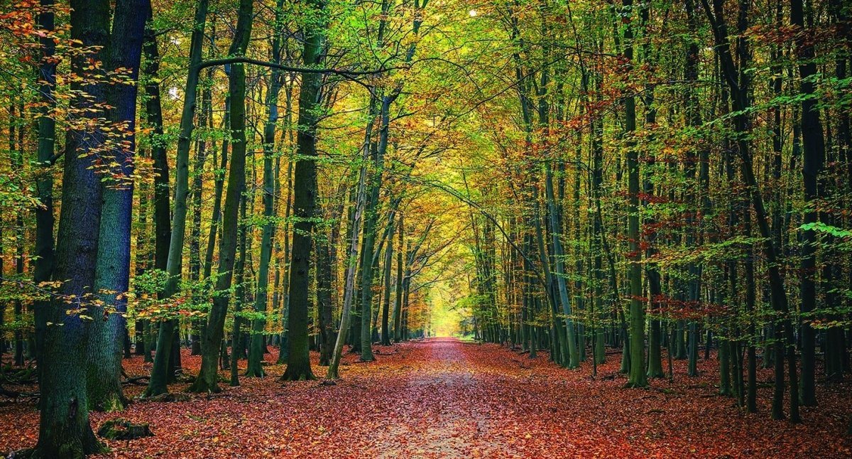 Papier peint panoramique forêt du Vercors - papier peint sur mesure francais - muralconcept