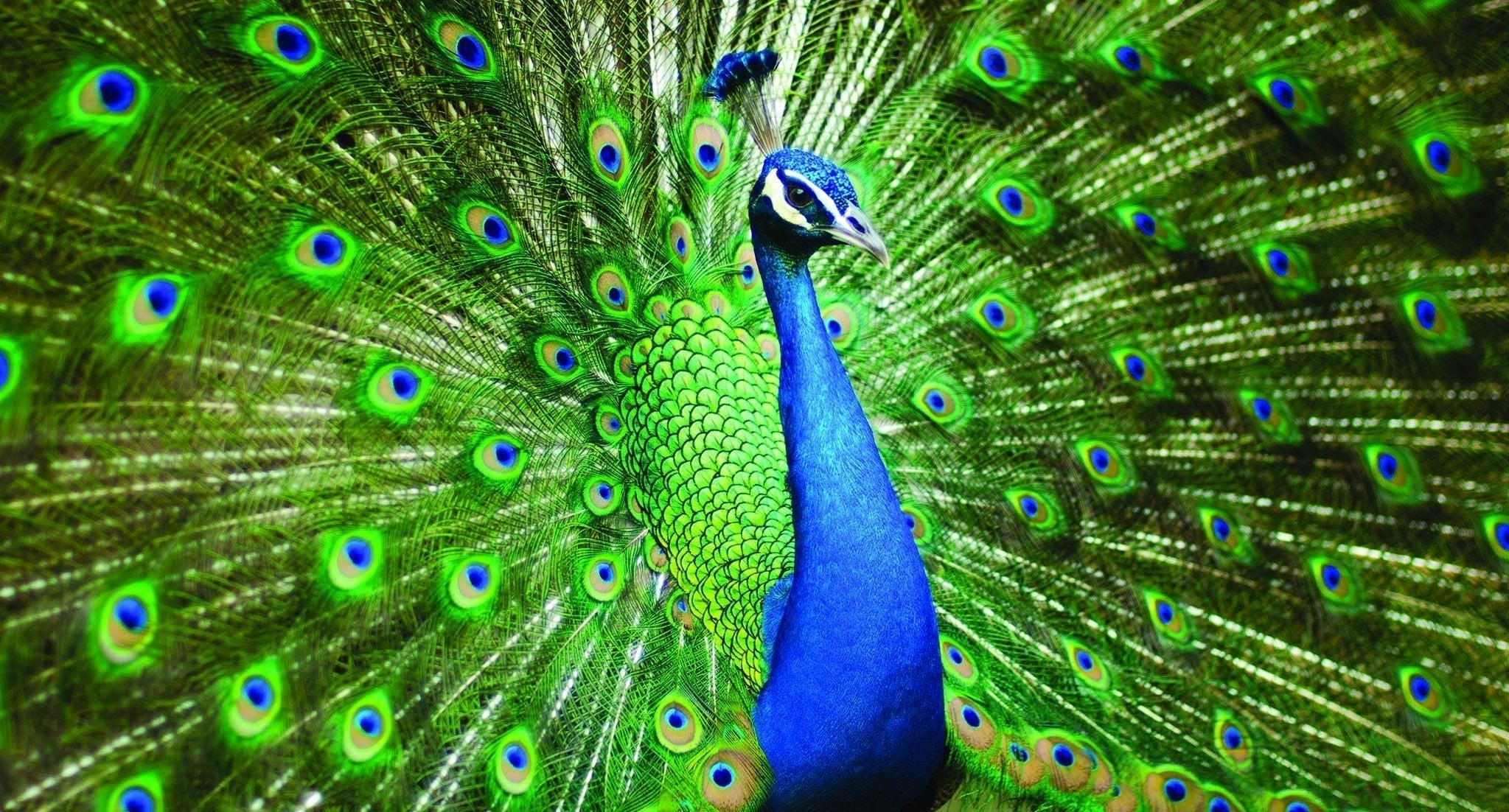 Papier peint panoramique roue du Paon - papier peint sur mesure francais - muralconcept